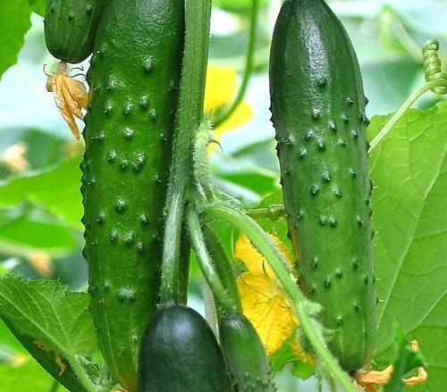 Сорта огурцов для северо-запада. Тепличные самоопыляемые сорта