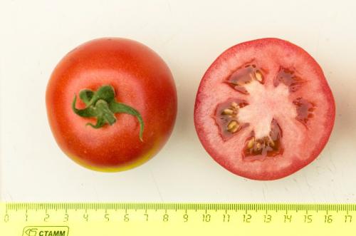 Томат Лирика или Любаша. Томат Лирика