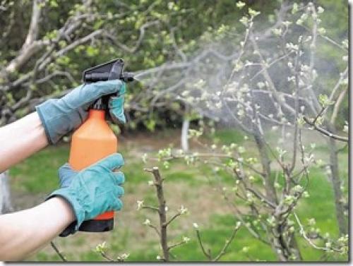 Весенняя подкормка яблонь и груш. Внекорневые подкормки яблонь