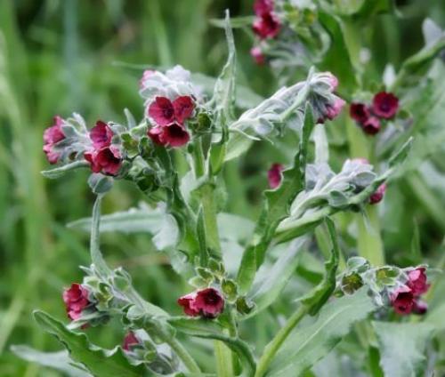Повреждение винограда мышами. Защита винограда от мышей с помощью отпугивающих ароматов