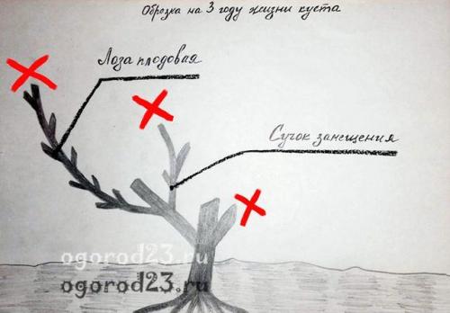 Обрезка винограда на зиму. Для чего надо обрезать виноград осенью
