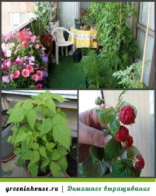 Малина из семян выращивание. Выращивание малиновой рассады 06