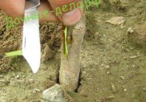 Прививка яблони в сентябре. Как выбрать время для прививки 06