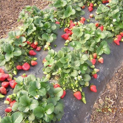 Как сажать клубнику под черную пленку. Как посадить клубнику под черный укрывной материал? 02