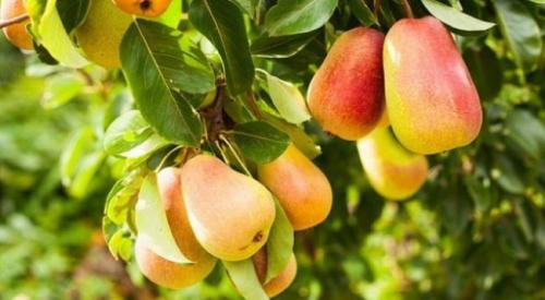 Осенняя прививка груши. Прививка груши осенью