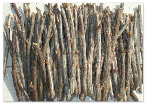 Как посадить смородину черенками в картинках. Размножение черенками