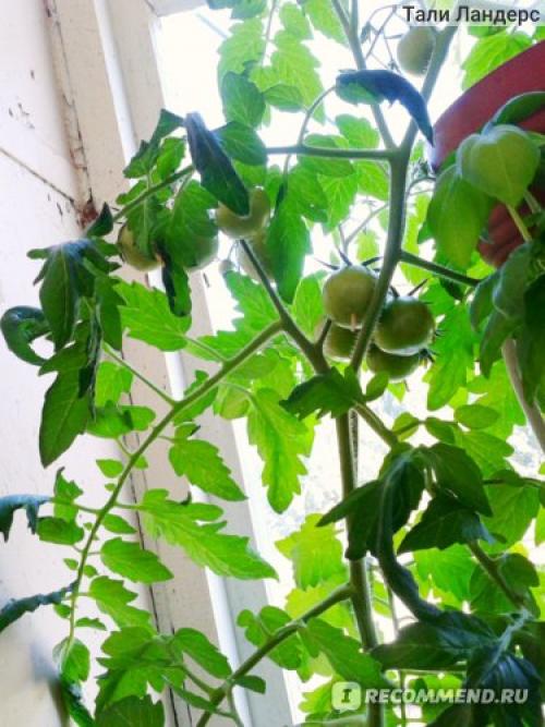 Томат Белый налив форум. Семена Томат Белый налив 241 «Ваше хозяйство» — отзыв