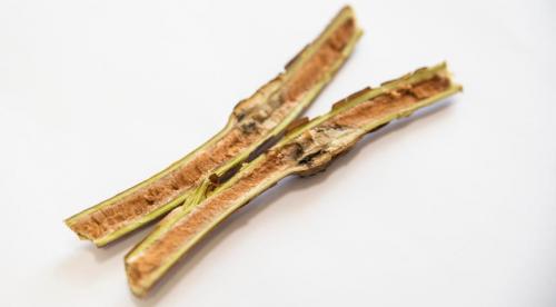 Наросты на листьях малины. Побеговая галлица