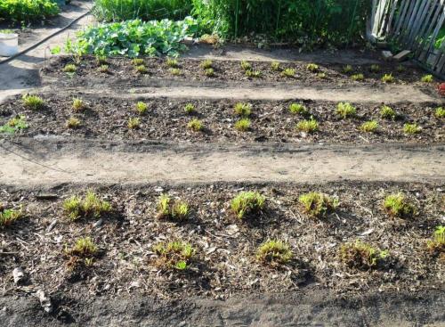 Обрезка клубники осенью. Можно ли обрезать клубнику осенью? Оптимальное время для обрезки клубники!