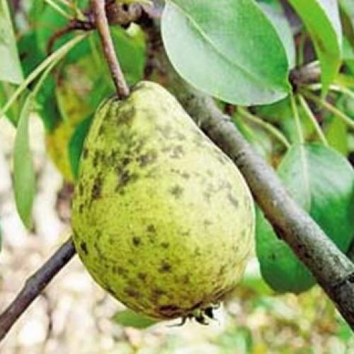 Болезни груши на листьях. Как нужно бороться с болезнями садовых груш? 03 Болезни груши на листьях. Как нужно бороться с болезнями садовых груш? 03