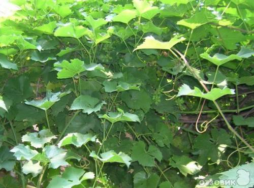 Виноград без гроздей. ПОЧЕМУ ВИНОГРАД БЕЗ ГРОЗДЕЙ