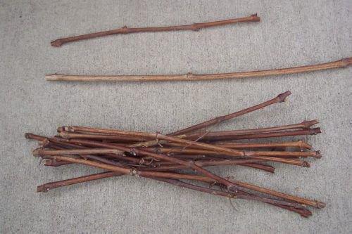 Как вырастить саженцы винограда. Как вырастить саженец винограда из чубука