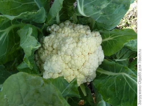 Зеленые гусеницы в цветной капусте. Как я спасала цветную капусту от гусениц