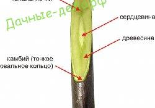 Прививка яблони в сентябре. Как выбрать время для прививки 08