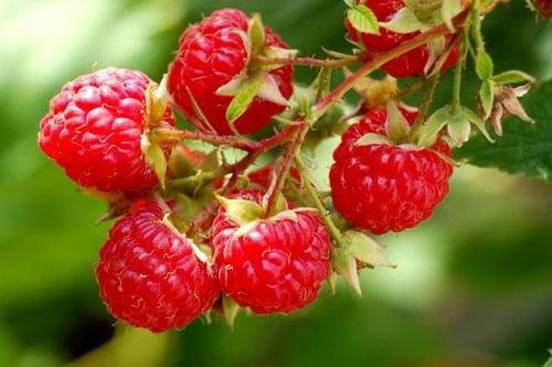 Как посадить ремонтантную малину осенью. Технология посадки ремонтантной малины осенью 06 Как посадить ремонтантную малину осенью. Технология посадки ремонтантной малины осенью 06