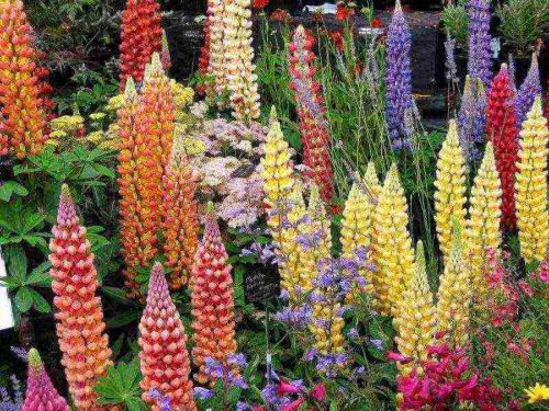 Люпин подзимний посев. Когда сажать люпины в открытый грунт?