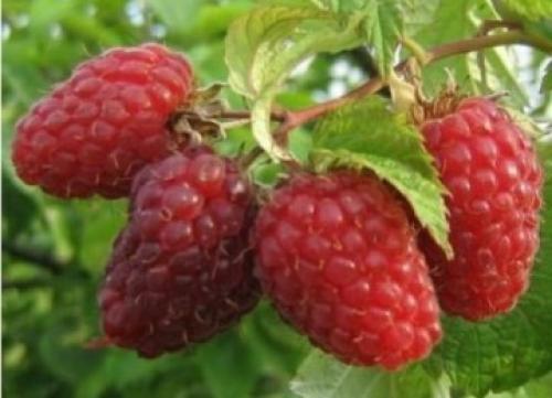 Малина из семян выращивание. Выращивание малиновой рассады 12 Малина из семян выращивание. Выращивание малиновой рассады 12