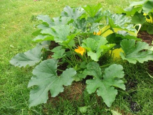 Горький кабачок отравление. Горький кабачок почему отравление