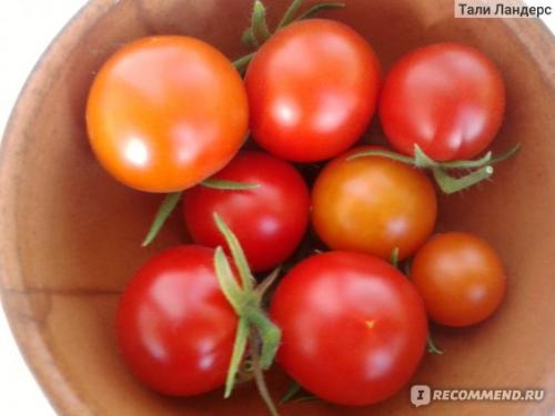 Томат Белый налив форум. Семена Томат Белый налив 241 «Ваше хозяйство» — отзыв