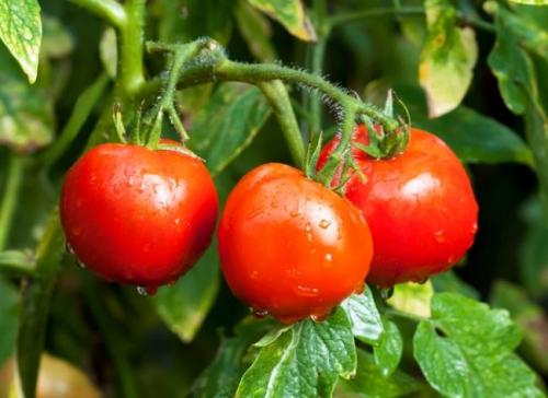 Сорт Белый налив томатов. Характеристика и описание помидоров Белый налив