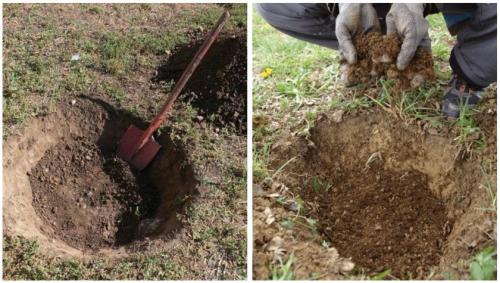 Когда лучше садить грушу осенью или весной. Как посадить грушу осенью: пошаговое руководство 01