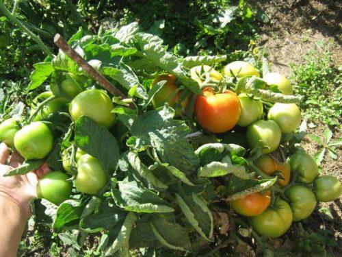 Томат Санька. Как выглядит томат Санька