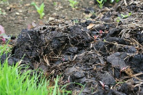 Подкормка сливы осенью. Время для подкормки и удобрения