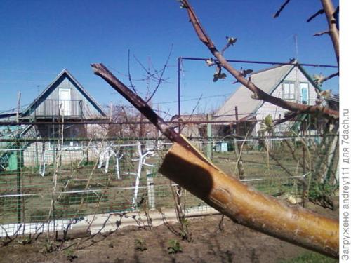 Прививка деревьев за кору. Прививка с седлом за кору