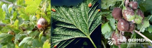 Болезни крыжовника и меры борьбы с ними. Болезни крыжовника - способы лечения и борьбы с ними