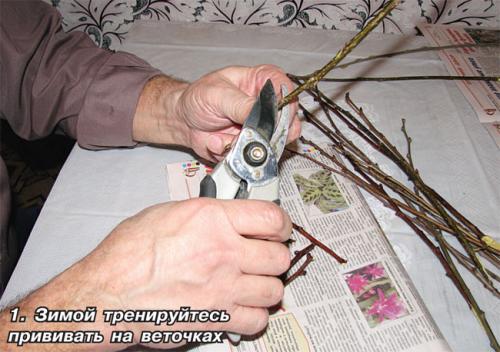 Когда заготавливать черенки яблони для весенней прививки. Когда заготавливать черенки 08