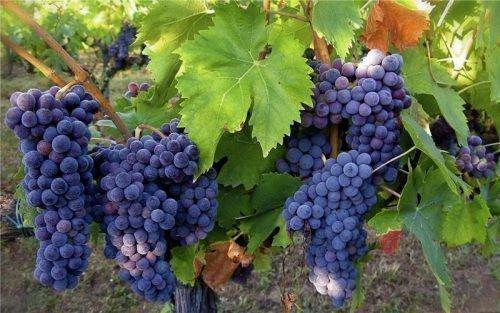 Урожайность винограда с куста. Урожайность, как характеристика винограда
