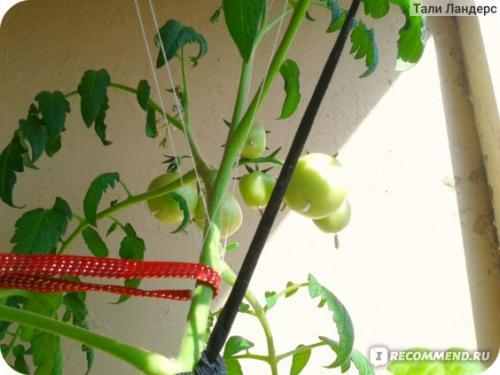 Томат Белый налив форум. Семена Томат Белый налив 241 «Ваше хозяйство» — отзыв