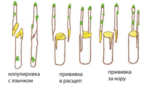 Осенняя прививка груши. Прививка груши осенью