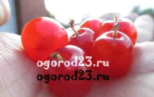 Когда лучше сажать войлочную вишню весной или осенью. Вишня войлочная — описание и фото