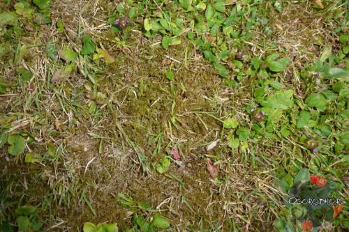 Чем протравить мхи на газоне. О ведущих причинах появления мха на газоне