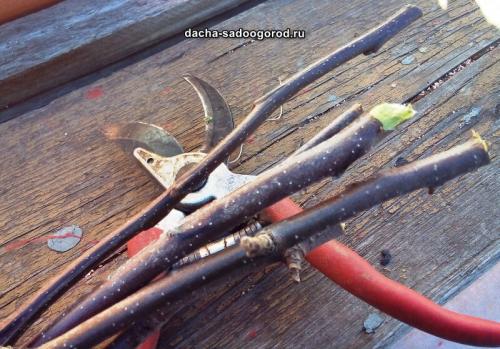 Прививка деревьев с помощью дрели. Неудачные попытки прививки яблони весной. Новый способ прививки черенков яблони с помощью дрели