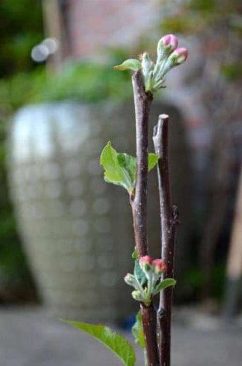 Черенки груши для прививки. Как заготовить привой