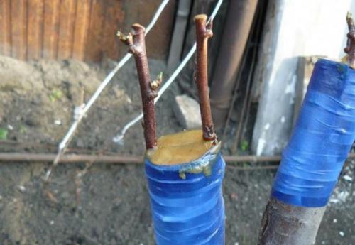 Прививка персика на сливу в расщеп. Прививание черенком