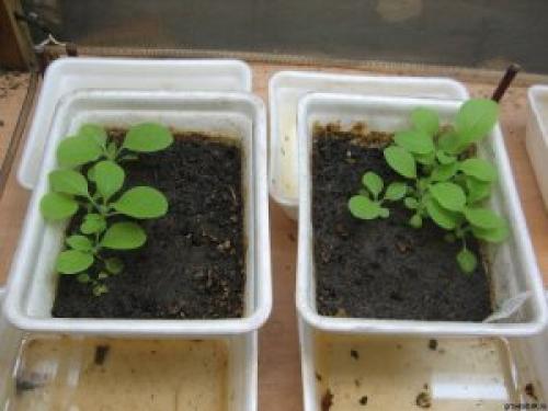 Когда сажать табак на рассаду 2019. Выращивание рассады табака