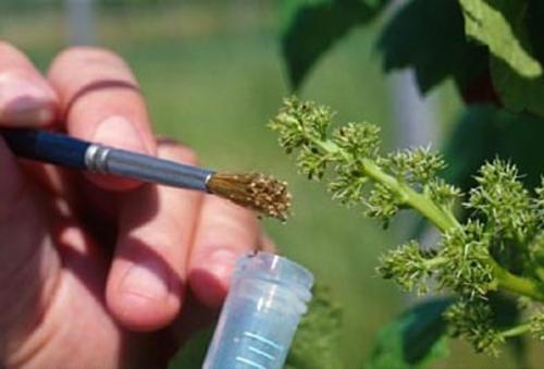 Виноград не цветет. Основные причины отсутствия ягод