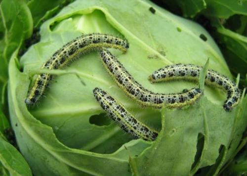 Фитоверм от гусениц на капусте. Гусеницы