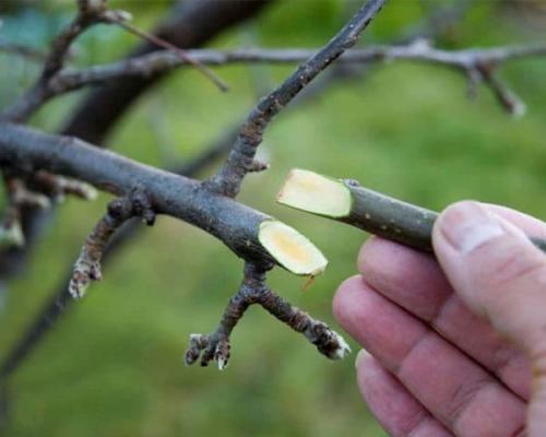Черенки груши для прививки. Как заготовить привой