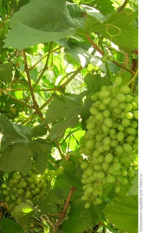 Выращивание винограда в омске из черенков. Мои секреты выращивания винограда в условиях Сибири