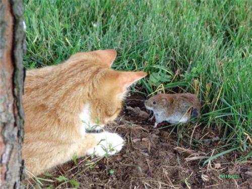 Как избавиться от полевых мышей на огороде. Как бороться с полевыми мышами в огороде и как предотвратить их появление