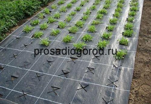 Полив клубники под черной пленкой. Особенности посадки под черную пленку