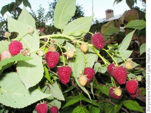 Двойная обрезка ремонтантной малины. Двойная обрезка малины