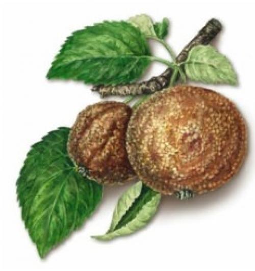 Фунгицид от плодовой гнили. Способы борьбы с плодовой гнилью