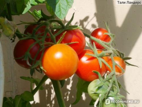 Томат Белый налив форум. Семена Томат Белый налив 241 «Ваше хозяйство» — отзыв