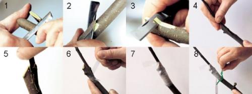 Осенняя прививка груши. Прививка груши осенью