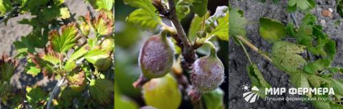 Болезни крыжовника и меры борьбы с ними. Болезни крыжовника - способы лечения и борьбы с ними